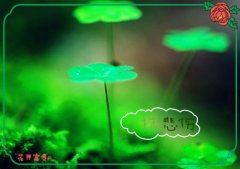 人生开心活着的感言 每天开心的活着句子