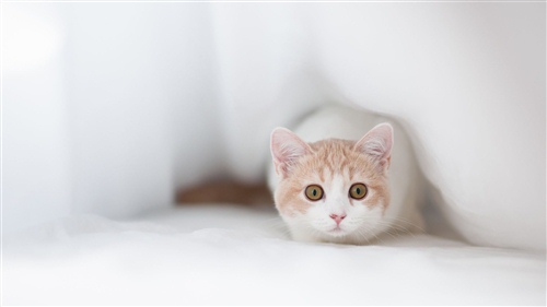 创新一句话感言 关于创新的感言