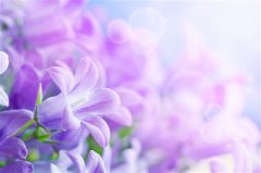 感恩遇见的文艺句子 关于遇见的唯美句子