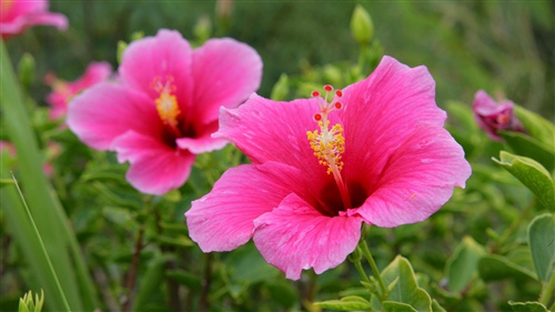 花的句子唯美心情短语 晒花草的心情短语一句