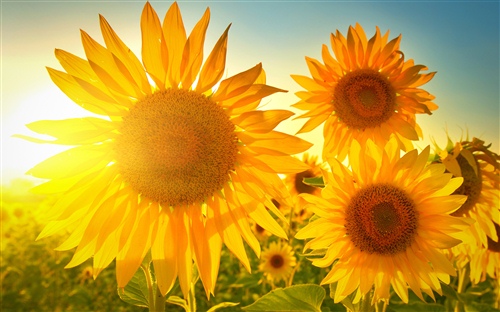 表示太阳很晒的说说 太阳很晒的说说怎么写	