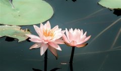 荷花发朋友圈配文 关于荷花的说说朋友圈