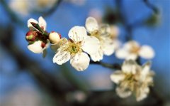 适合手账扉页的英文句子