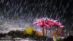 秋雨后的心情说说 秋雨心情说说感悟生活