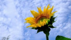 向日葵怎么配文字(精选47句)