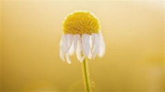 高雅清淡带兰字的网名