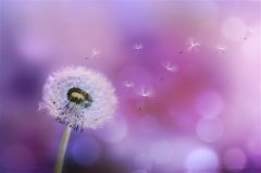 感恩节适合发朋友圈的句子