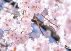 赏樱花的好心情说说 待到樱花烂漫时的说说