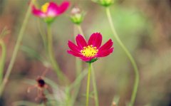 新型冠状肺炎问候语 抗击新型肺炎问候语