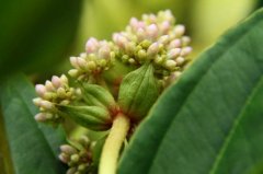 祝福祖国早日战胜疫情的句子 抗击疫情为祖国加油的句子