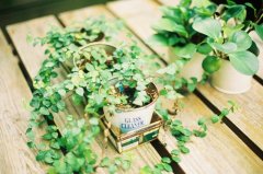 活到了小时候羡慕的年纪句子