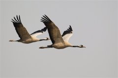 与候鸟有关的唯美句子 赞美候鸟的简短句子