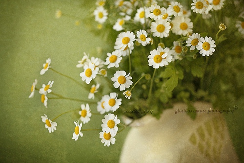 形容有个好婆婆的说说 感恩婆婆的经典说说
