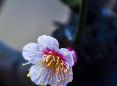 发表梅花的朋友圈说说 看完梅花要发的说说