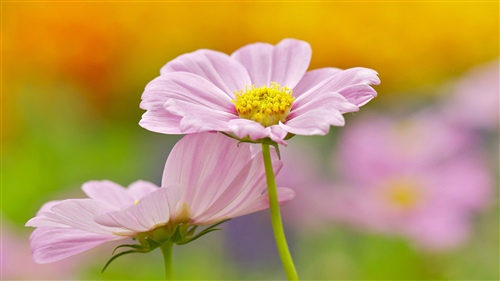 两个字有内涵的网名女生