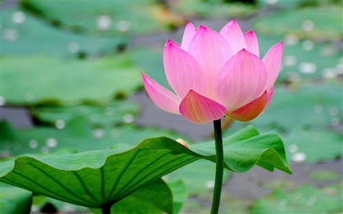 大气有格局的微信名