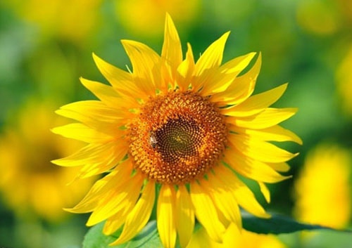 可爱唯美不超过四个字的网名