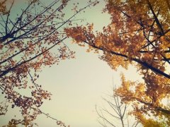 能让你的访客暴增的句子