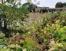 回乡下的休闲感受句子