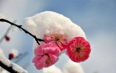 赞美梅花傲骨的唯美句子