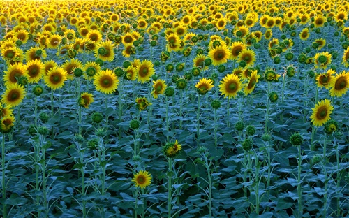 有素质有修养的微信名