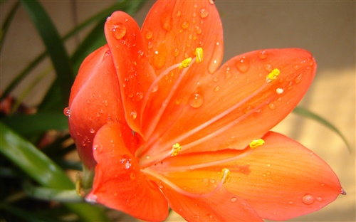 带秋字走好运昵称2021年