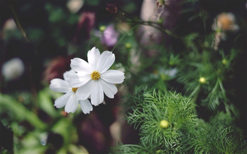 形容春日的唯美句子 表达赞美春天的句子