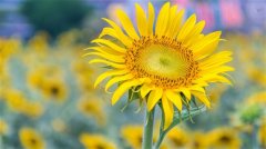 早上发朋友圈的句子可吸引人