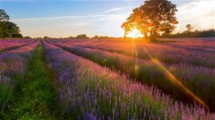 女性有涵养的微信名