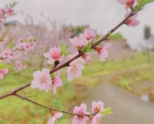 古风淡雅脱俗的微信名二字