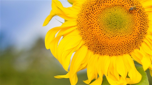 四个字的带有诗意的网名