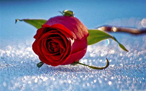 赞美三八妇女节的句子