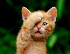 微信拍一拍搞笑句子大全