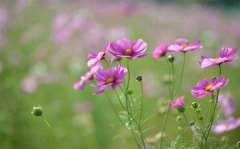 带丽的三个字昵称女生温柔