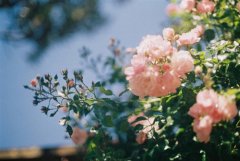 清明节上坟发朋友圈的句子