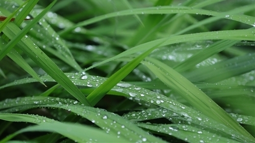 写春雨的优美句子简短