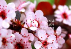 诗和远方的唯美句子励志