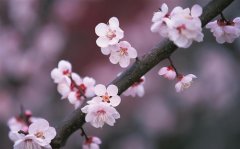 形容女人气质优雅漂亮的文案