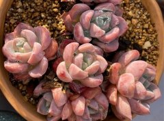 发朋友圈赞美多肉开花的句子 非主流之家