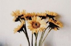 最新早上问候好友的简单句子