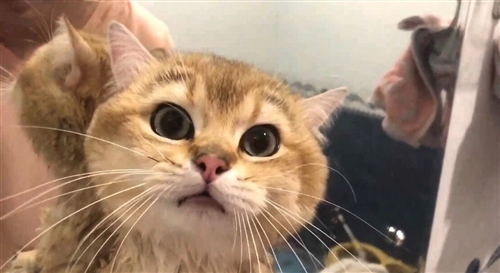 关于猫的文案一句话