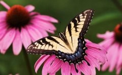 描写绿植充满生机的文案