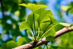 风中的银杏叶像好像什么二年级