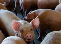 最有创意的卖猪肉的广告词