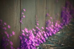 催人泪下的扎心作文句子