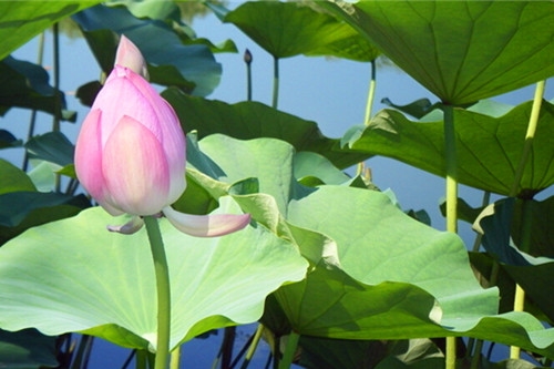 赞美夏天荷塘美景的诗句