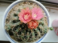 仙人掌发朋友圈的句子