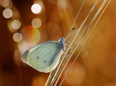 夸别人唱歌好听的句子