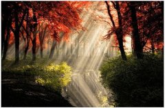 带林字的网名好听又有内涵