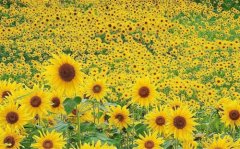 喜得贵子的祝福语